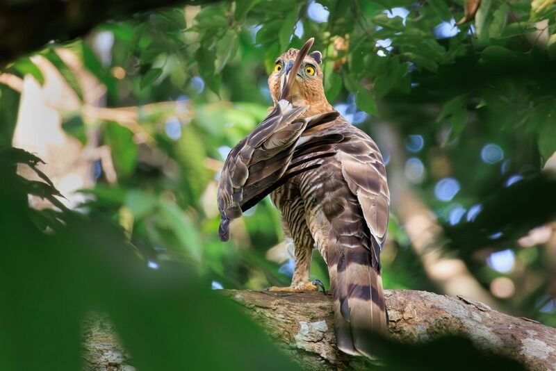 птицы, фотоохота, джунглевый хохлатый орел, борнео Соблюдайте тишину!photo preview