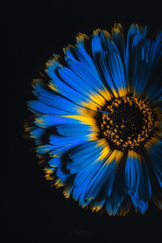 цветок, природа, голубой цветок, макро, макрофотография, арт фотография, красота, фотография, цветочная фотография, художественная фотография Цвет настроения синийphoto preview