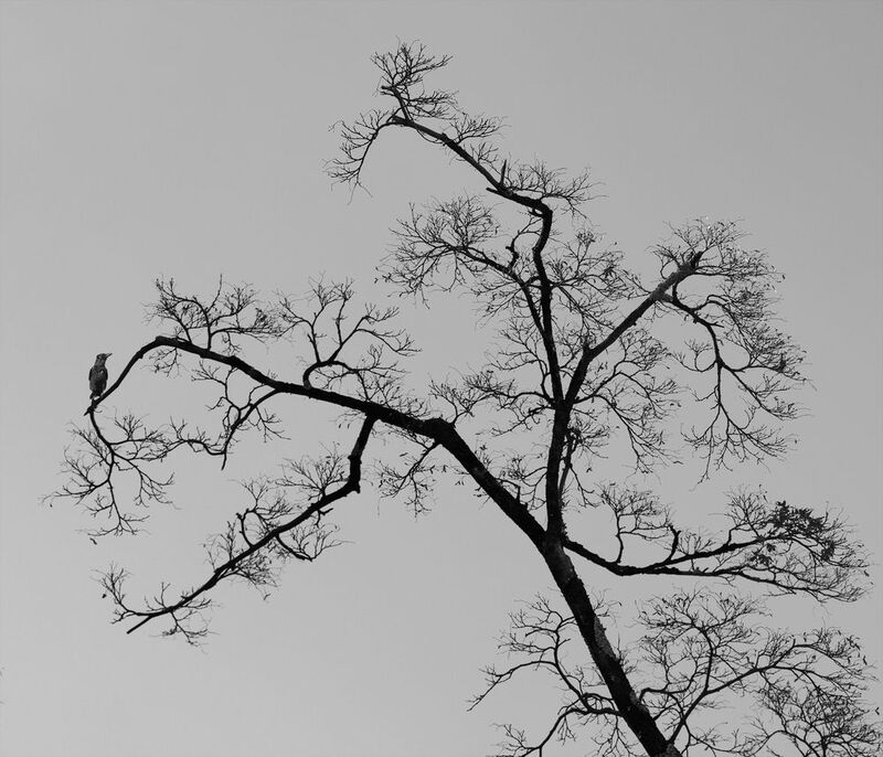 Имитация японских гравюрphoto preview