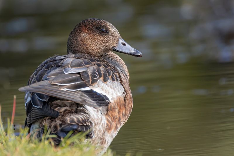 утка, свиязь, птицы Свиязь фото превью