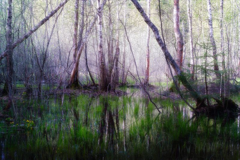 лес, деревья, листва В весеннем лесуphoto preview