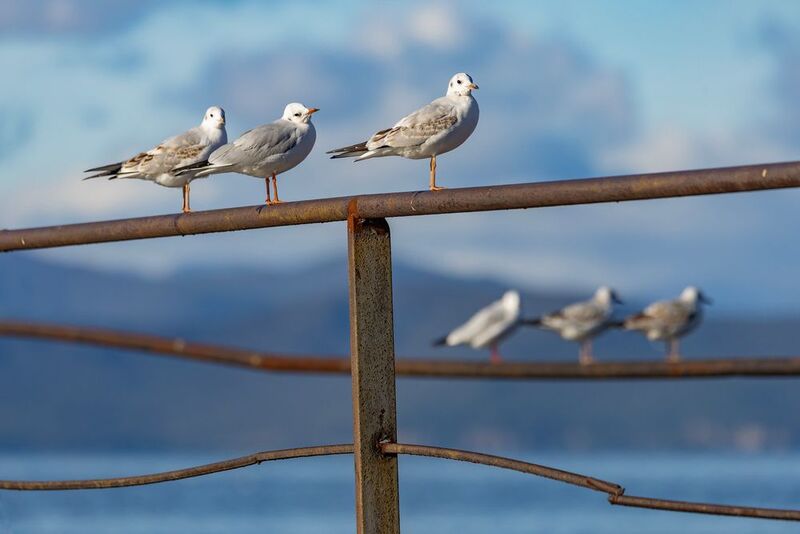 камчатка, чайки, птицы, животные, синхронистки Чайки синхронисткиphoto preview