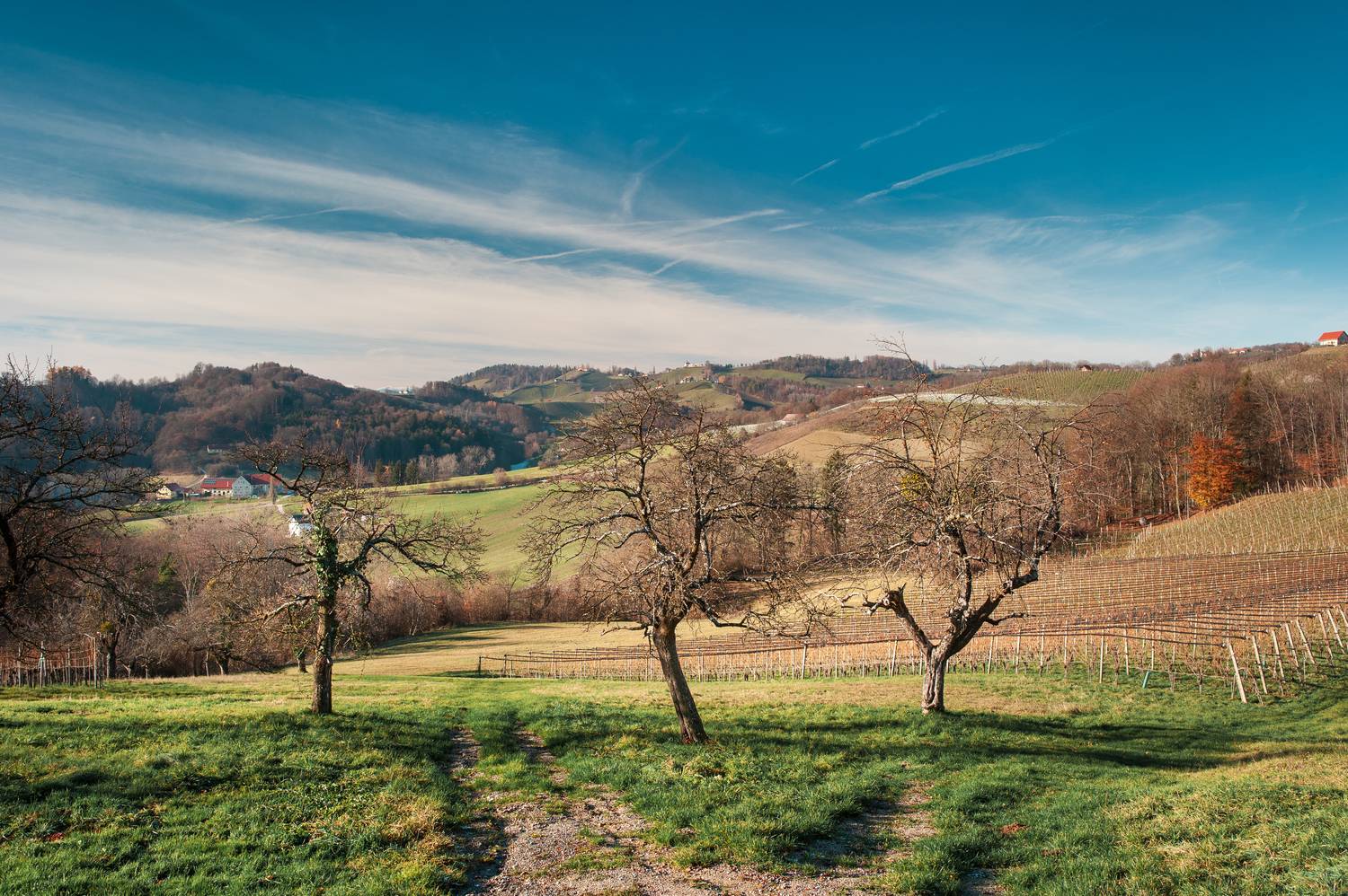 Zgornja Kungota — Podigrac. Автор: Andrei солнце небо горы деревья виноградник трава тропинка, Andrei