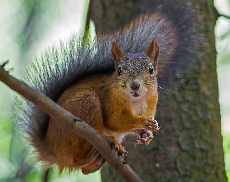 животные, белка Заинтересовалась...photo preview