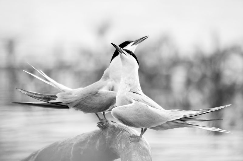 речная крачка, забота, подарок, брачные игры Двоеphoto preview