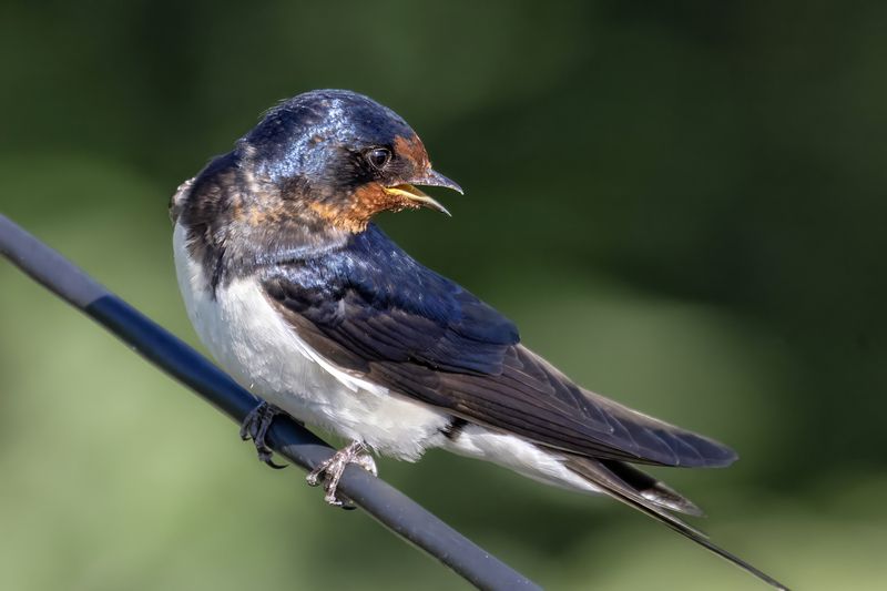 ласточка, птицы Деревенская ласточкаphoto preview