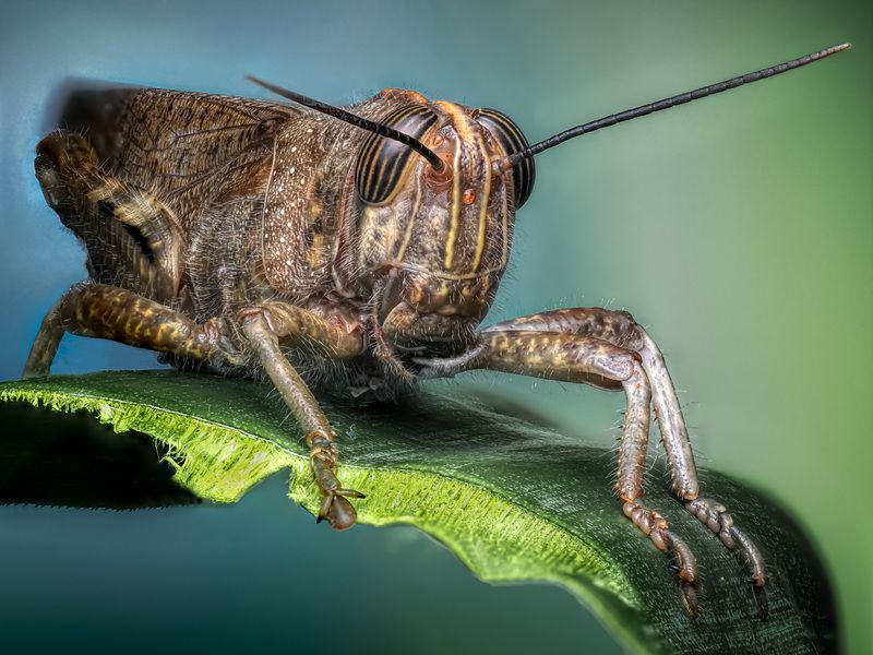 Саранча. фото превью