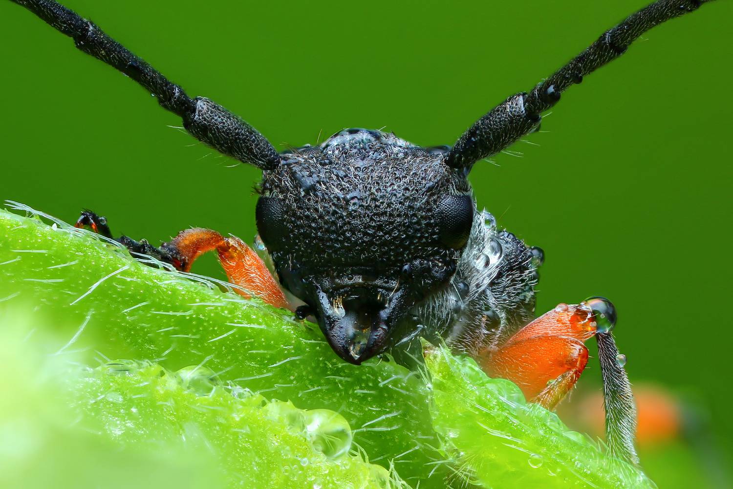 Усач. Автор: Шаповалов Андрей макро, природа, животное, растение, цвет, фото, зеленый, жук, трава, Шаповалов Андрей