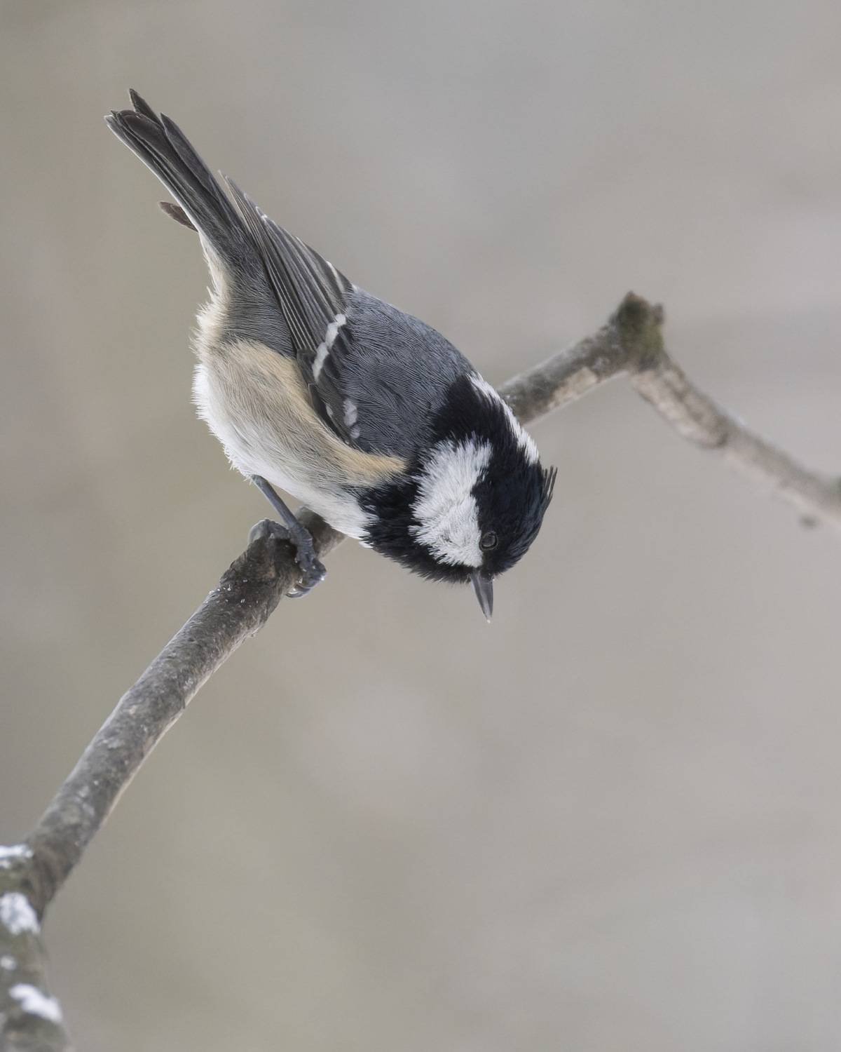 московка, синица, птицы, Ruslan Pl