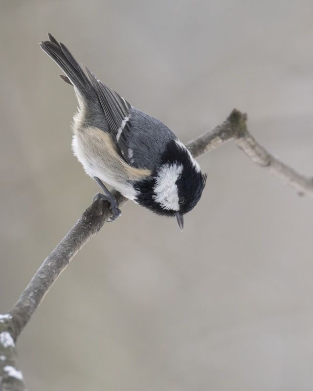 московка, синица, птицы Московка фото превью