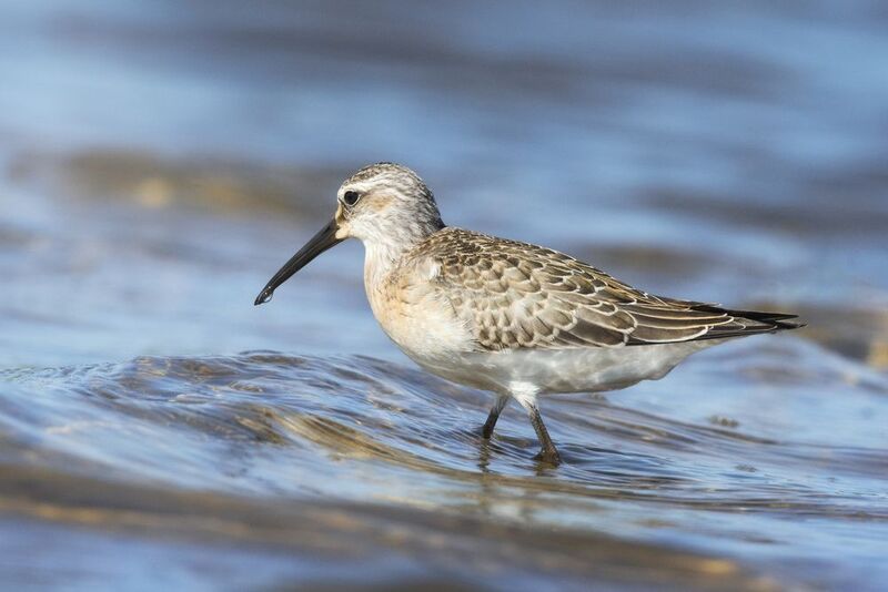 краснозобик, Curlew sandpiper, Calidris ferruginea, птица, дикая природа, shorebird, птицы России, birdwatching, nature, wildlife photography, close-up bird Краснозобик photo preview