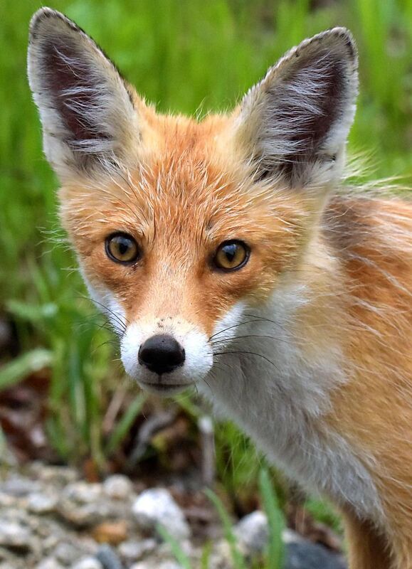 Нечаянная встречаphoto preview