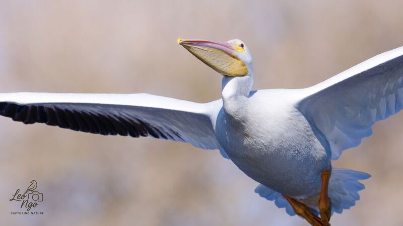 The Antonov of birdphoto preview