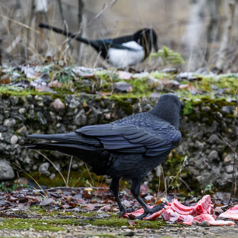 Конкуренты фото превью