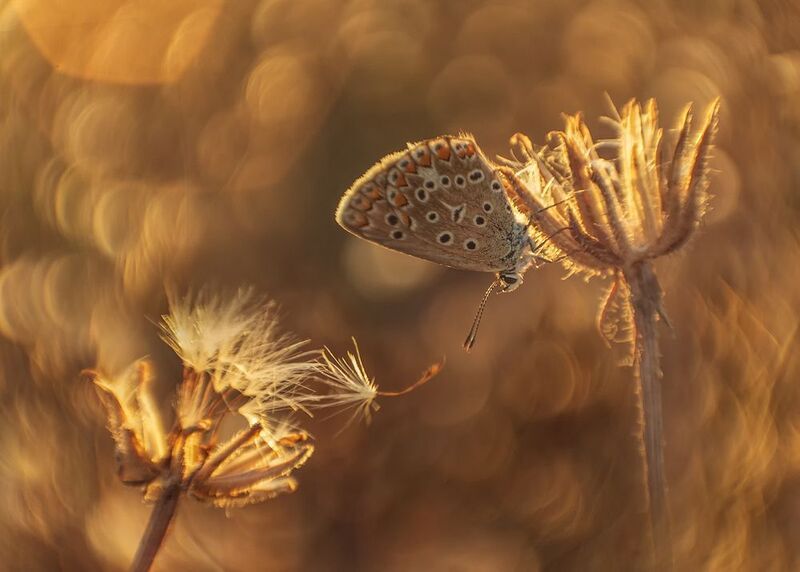 макро, бабочки, голубянка, гелиос Не улетай фото превью