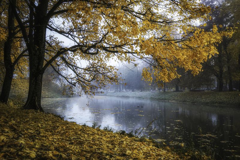 #пейзаж #осень #лес Осень фото превью