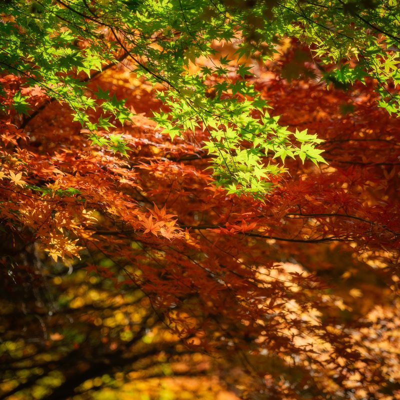 Colour splashphoto preview