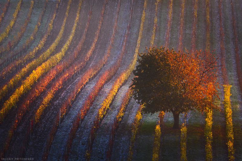 Осеннее утро в виноградниках Южной Моравии фото превью