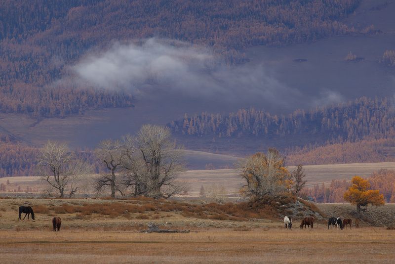 Курай перед снегопадомphoto preview