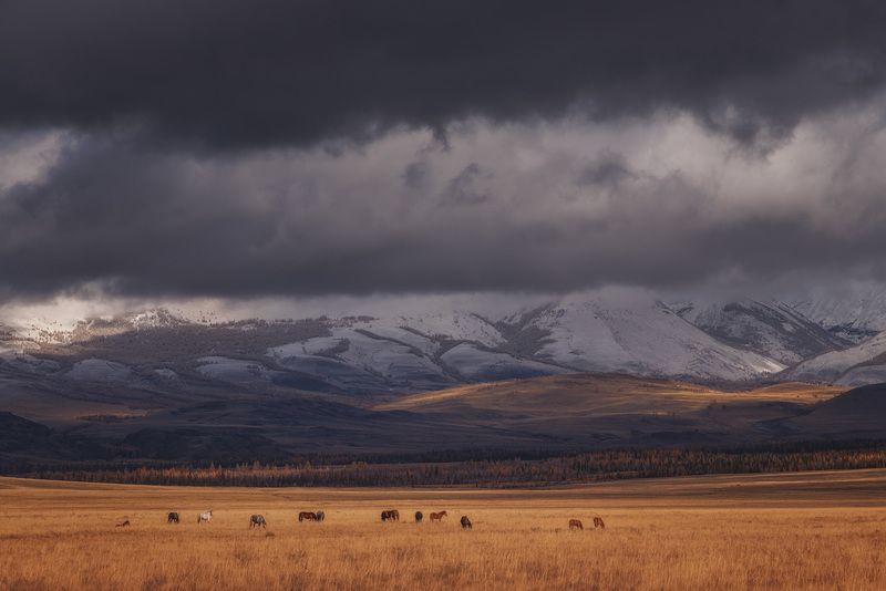 Курай перед снегопадомphoto preview