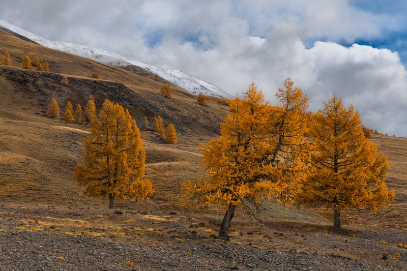 россия, горный алтай,осень, лиственницы Лиственницы фото превью