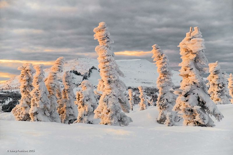 зимний вечер, сумерки, иней, пихты, гора зелёная, шерегеш, горная шория, снег, мороз, зима, сибирь Скромный вечер фото превью