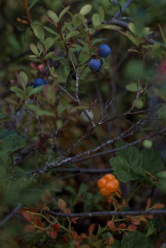 Вкусняшкиphoto preview