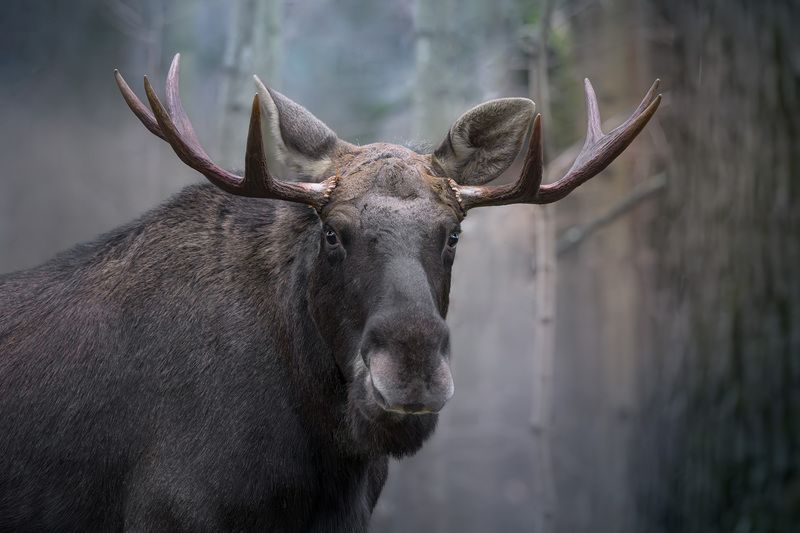 животные, лес, фотоохота, природа, Подмосковье, animals, wildlife, лось, осень, ноябрь, moose, elk Портрет ноябрьского лосяphoto preview