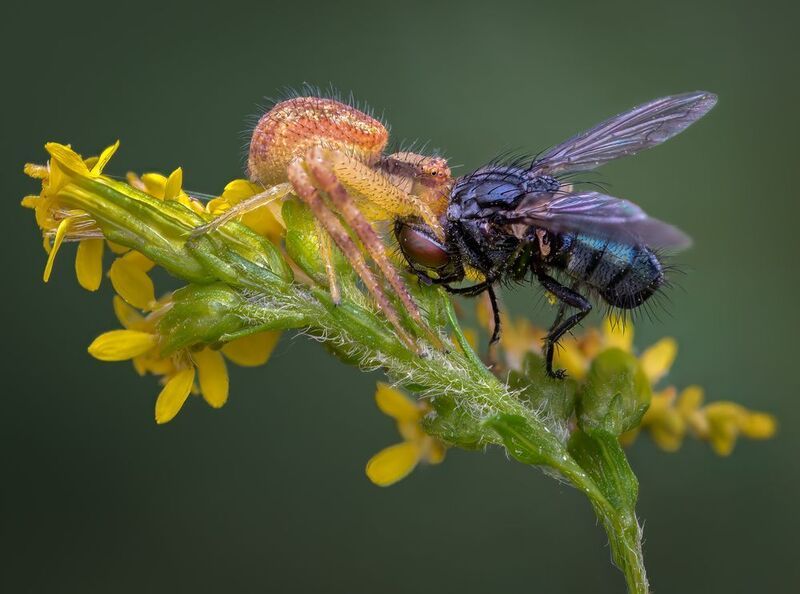 spider, crab spider, flower. bottle fly, insect, leaf, tiger fly, macro, bug, nature wild, robber fly, robber, The last flightphoto preview