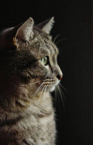 входные ворота