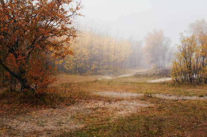 осень, сентябрь, туман, деревья, листья, заросли, кусты, трава, дорожки, песок Сыро, туманно и хмуроphoto preview