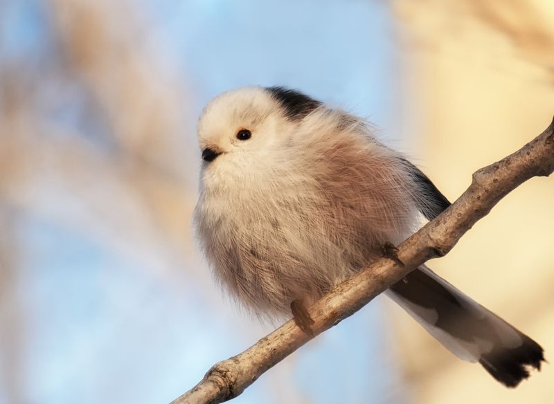 птица, ополовник, длиннохвостаясиница, Ополовник.photo preview