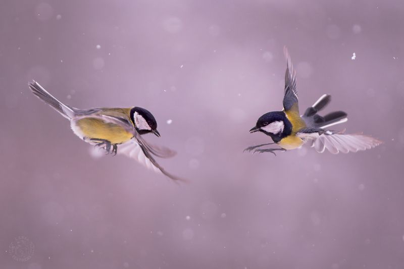 Lens and Feathersphoto preview