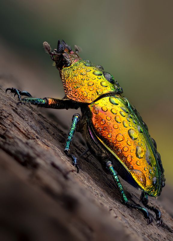coleoptera, lucanidae, lamprima adolphinae Дама жука оленяphoto preview