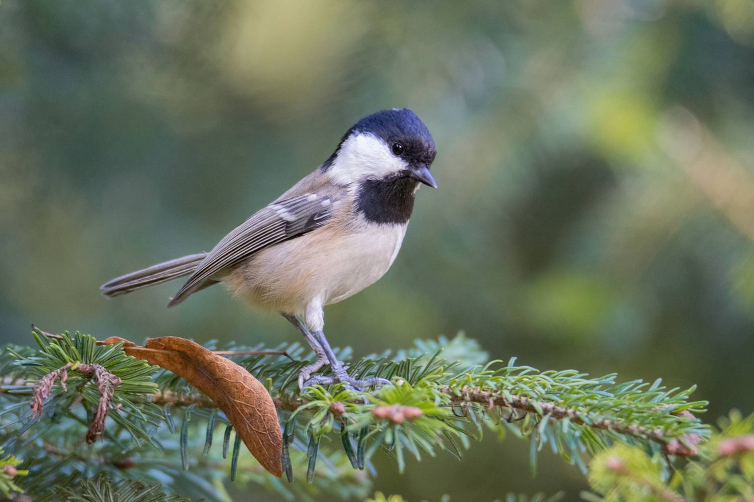 Московка (лат. Periparus ater). Автор: Ветренко Денис московка,periparus ater, Ветренко Денис