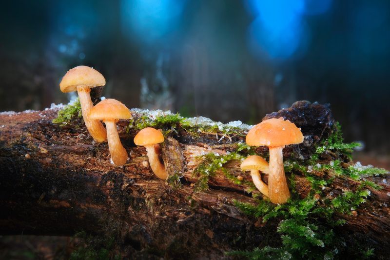 гриб, лес, снег Грибочкиphoto preview