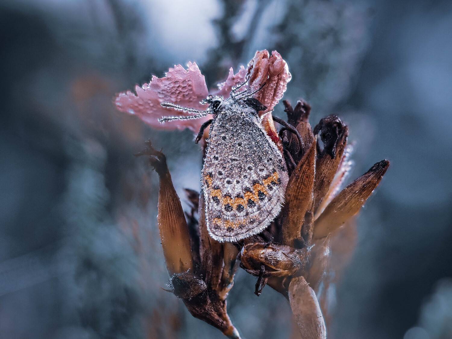 ***. Автор: Lapshina Vladlena , Lapshina Vladlena