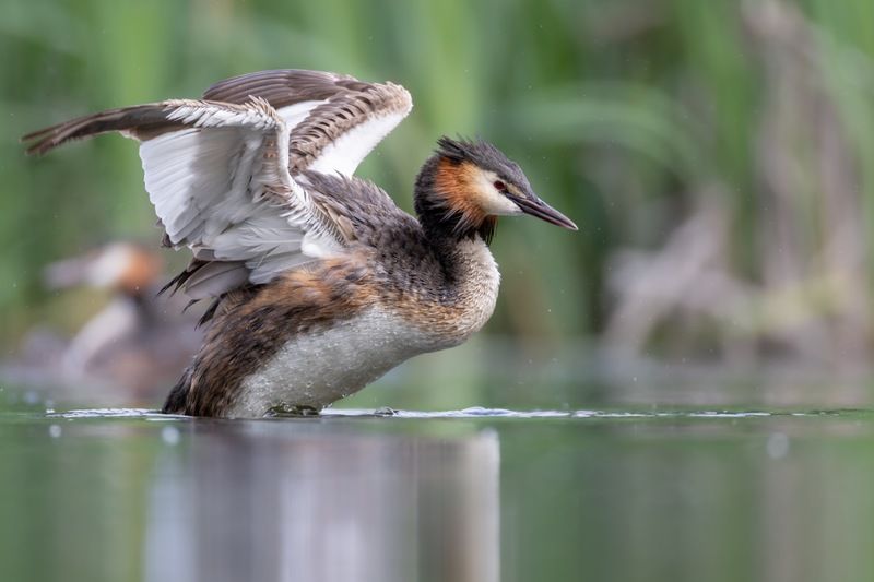 чомга, птицы, поганка, большая поганка  фото превью