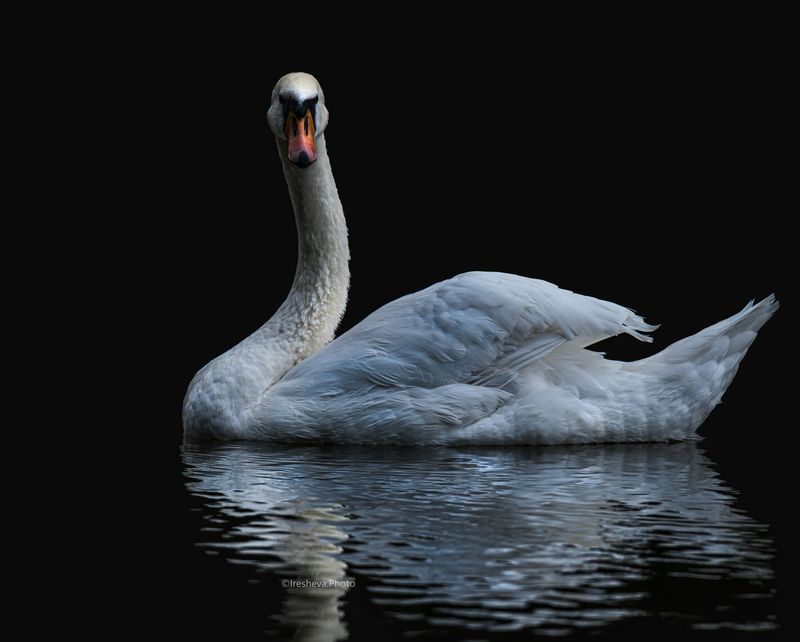 Лебедь - шипун, птица Лебедь - шипун фото превью