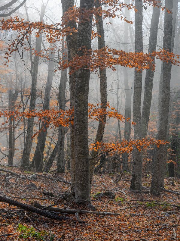 Только цвет фото превью