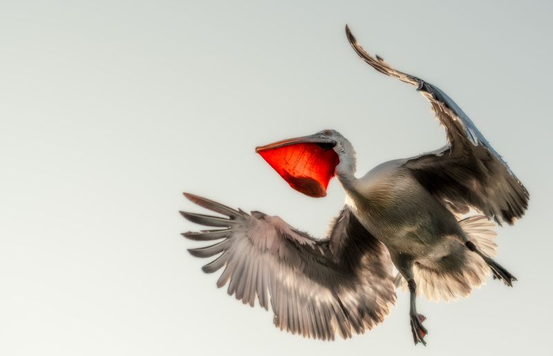 Без труда но с рыбкой фото превью