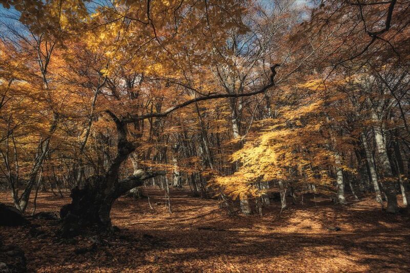 *** фото превью