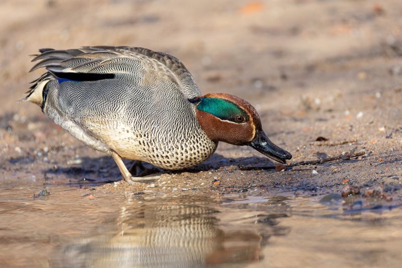 чирок-свистунок, чирок свистунок, чирок, свистунок, птицы, утка Свистунок фото превью