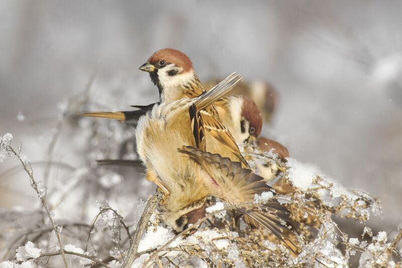 полевой воробей, tree sparrow, Passer montanus, птица, дикая природа, sparrow, птицы России, birdwatching, nature, wildlife photography, close-up bird Полевые воробьи. Эффектное приземление  фото превью