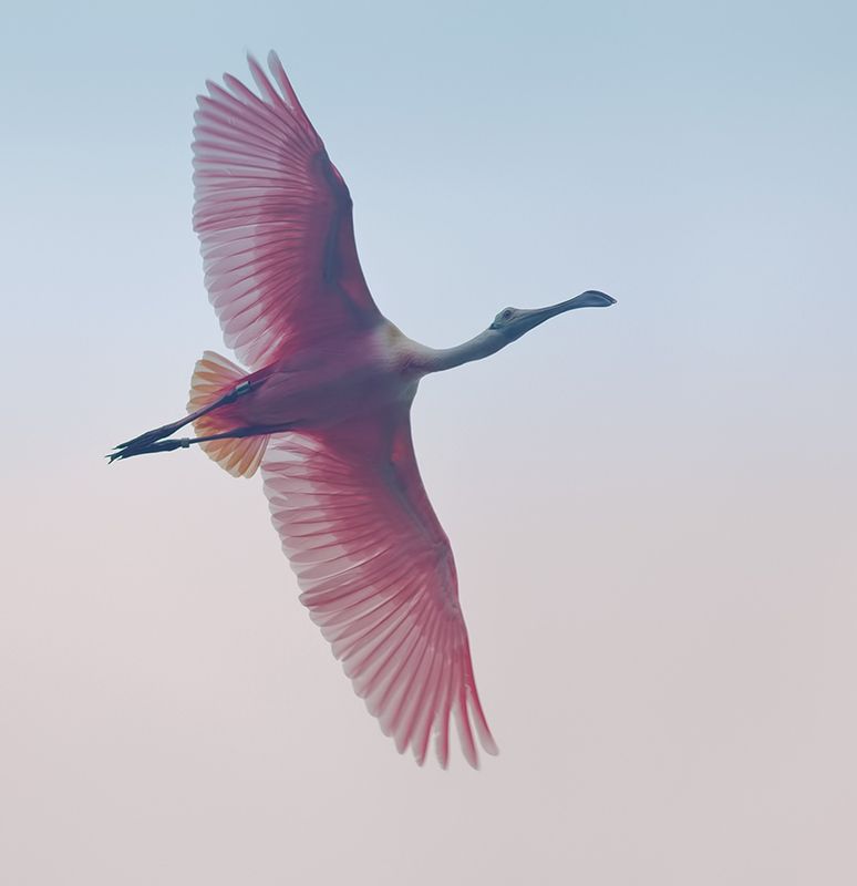 розовая колпица, roseate spoonbill,  spoonbill, колпица, florida, birds Roseate spoonbill -Розовая колпицаphoto preview