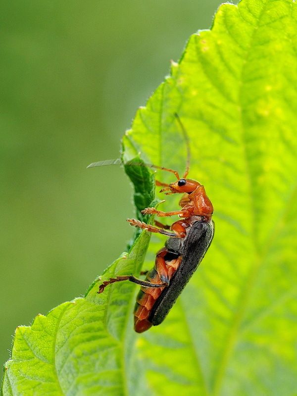 За работойphoto preview