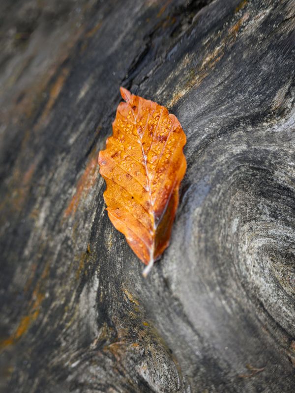 минимализм, осень, красная поляна Осенний натюрмортphoto preview