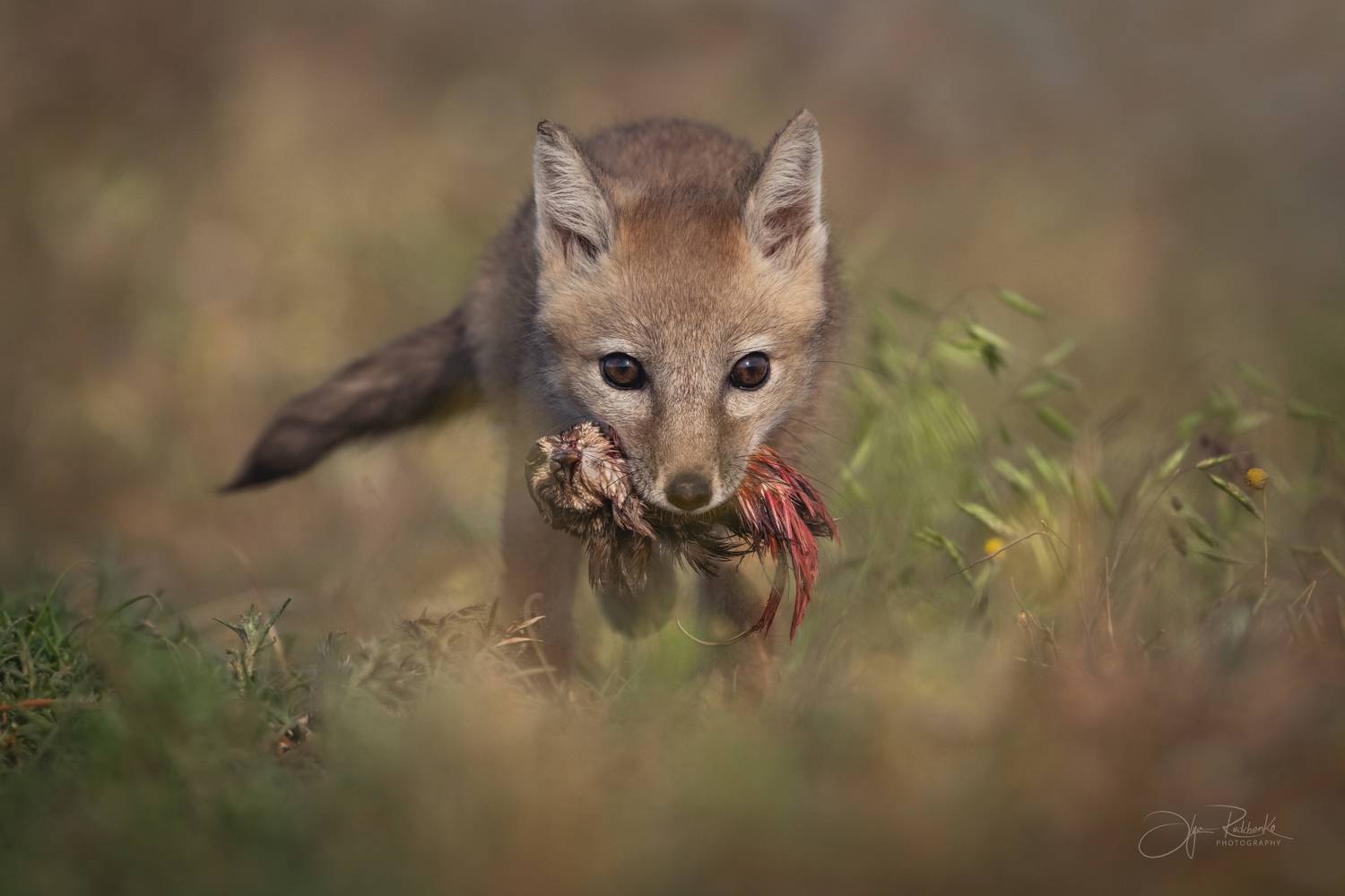 Граница детства. Автор: Рудченко Ольга корсак, калмыкия, степная лиса, лис, лиса, корсачонок, дикая природа, wildanimals, корсачата, vilpus corsac, corsac, корсаки, маныч, маныч-гудило, черные земли, Рудченко Ольга