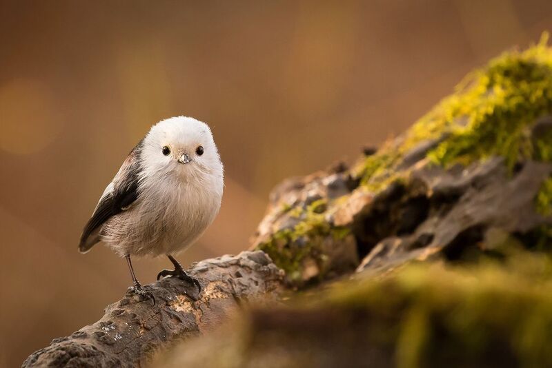 Long-tailed Tiphoto preview