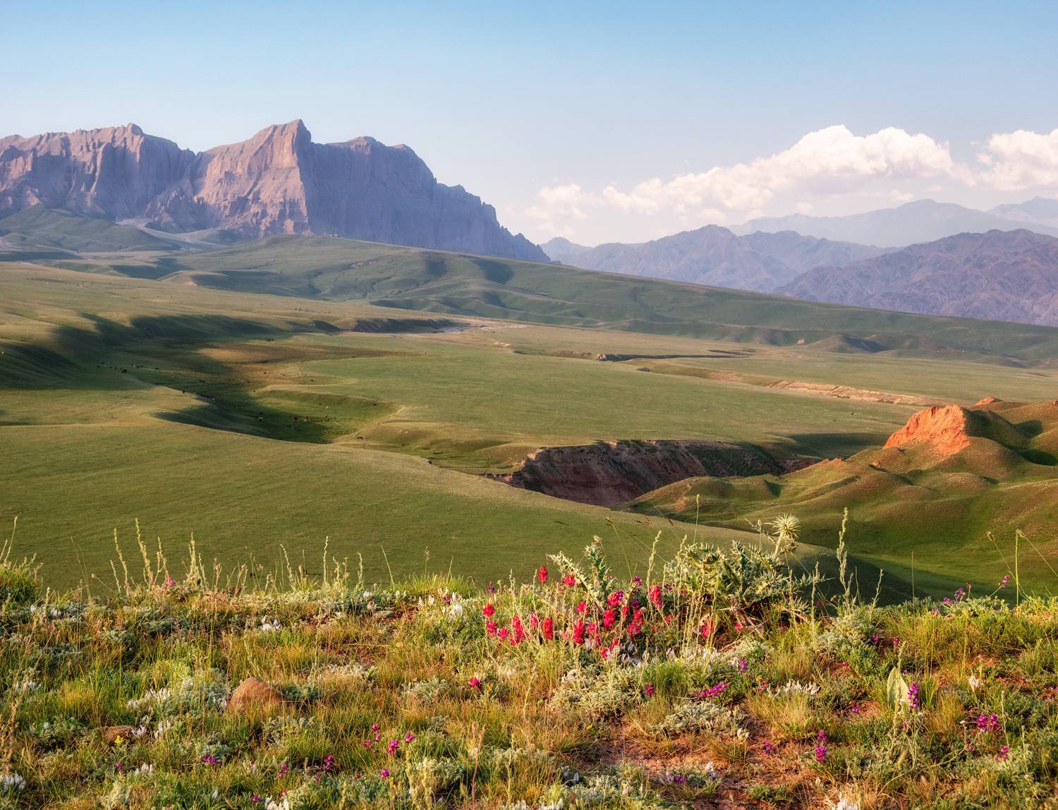 кыргызстан, горы тянь-шань, пейзаж, природа, альпийские луга, пастбища, цветы, кони, путешествие, Кетова Вера